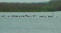 Wild Migrating Birds in Agmon Ahula. Slow motion. HD Footage