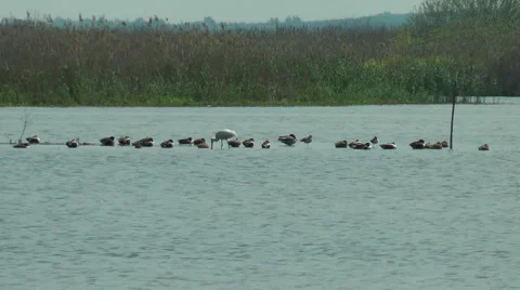 Wild Migrating Birds in Agmon Ahula. Slow motion. Stock Footage 4963374