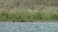 Wild Migrating Birds in Agmon Ahula HD Footage