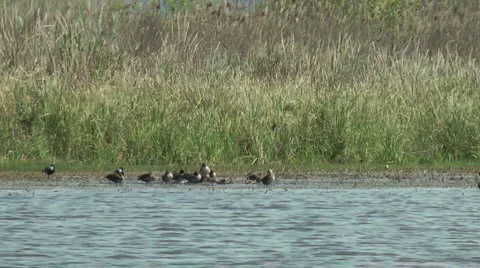 Wild Migrating Birds in Agmon Ahula Stock Footage 4964525