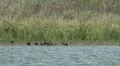 Wild Migrating Birds in Agmon Ahula. Slow motion. HD Footage