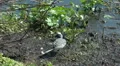 Wild Migrating Birds in Agmon Ahula HD Footage