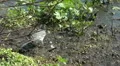Wild Migrating Birds in Agmon Ahula HD Footage