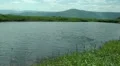 Wild Migrating Birds in Agmon Ahula HD Footage