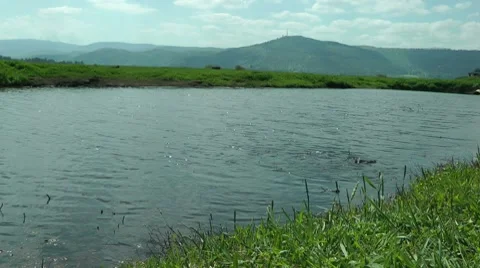 Wild Migrating Birds in Agmon Ahula Stock Footage 7136711