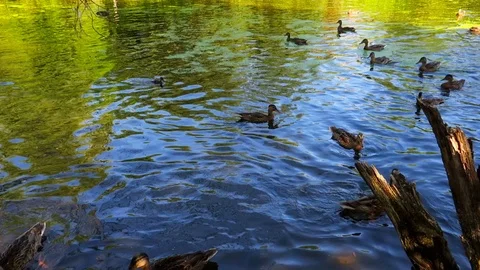 Wild migratory ducks swim in an old pond in a deep forest 動画素材 112178297