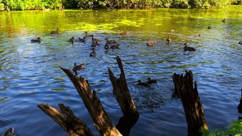 Wild migratory ducks swim in an old pond in a deep forest 動画素材 112178452