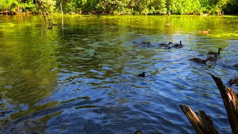 Wild migratory ducks swim in an old pond in a deep forest 動画素材 112178599