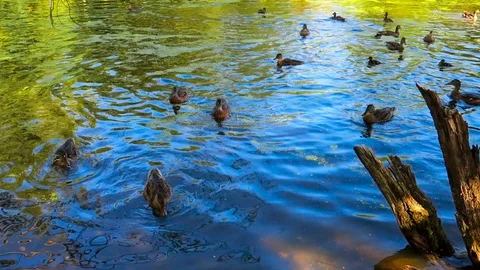 Wild migratory ducks swim in an old pond in a deep forest 動画素材 112179064