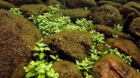 Wild mint growing in lake bottom Stock Footage 85019820