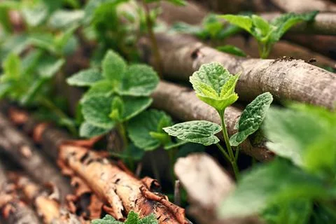 Wild mint growing through hazel sticks Stock Photos