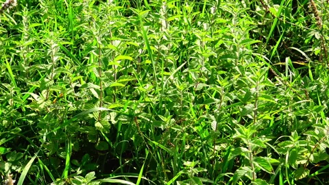 Wild mint in natural surroundings. Video stock 227007946