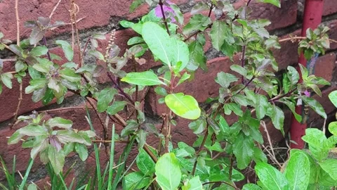 Wild Mint Plant Against Brick Wall Stock Footage 340967944