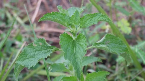Wild Mint Plant Leaf Close Up Stock-Footage 329402384
