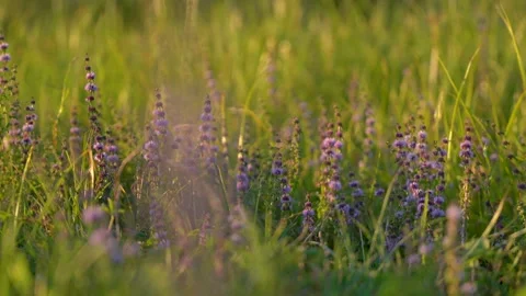 Wild mint plants flowering in Delta Argesului field at golden hour sunset. Stock Footage 345049409