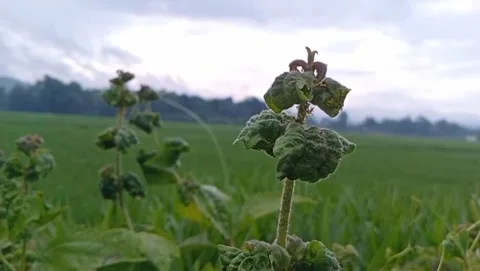 Wild mint plants grow on the edge of green rice paddies. Stock Footage 328766378