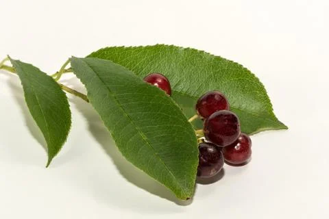 Wild mirabella Stock Photos