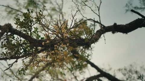 Wild Mistletoe Berries Growing On A Tree Branch Stock Footage 294996061