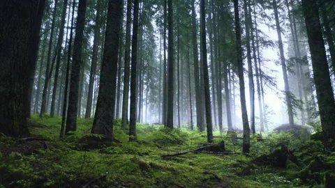 Wild misty forest after rain. Carpet of wet green moss and Silhouette of trees. Stock Footage 202335898