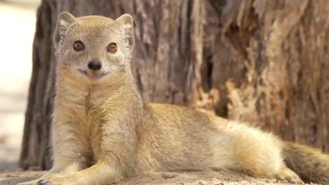 Wild mongoose relaxing under tree in warm golden daylight Stock Footage 320853567