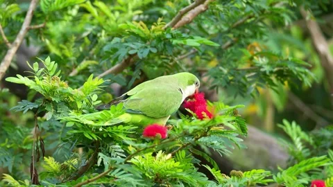A wild Monk parakeet (Myiopsitta monachus) feeds on red powderpuff flower Видео 333549974