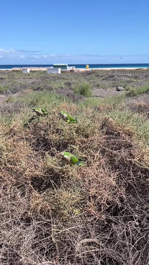 Wild monk parakeets parrots zoom out to beach view Morro Jable Fuerteventura HD 스톡 동영상 342028804