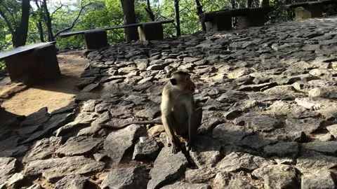 A wild monkey attacked a man, a monkey attacked a cameraman Video stock 219120613