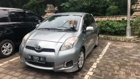 A wild monkey in Bali destroys a car. Stock-Footage 102290420