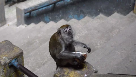 Wild Monkey at Batu Caves Temple Kuala Lumpur Stock Footage 157469308