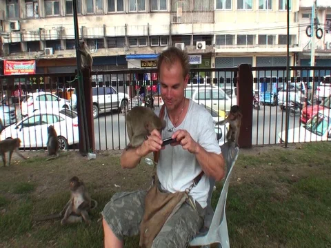 A wild monkey bit a man. Thailand, Lopburi City Stock Footage