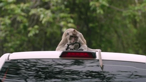 Wild monkey biting car antenna while sitting on parked vehicle in urban wildlife Stock Footage 312931283