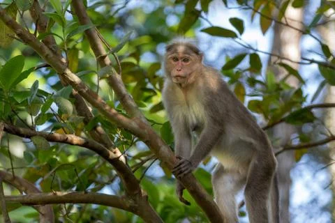 Wild Monkey, Bonnet Macaque Stock Photos