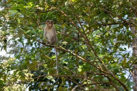 Wild Monkey, Bonnet Macaque Stock Photos
