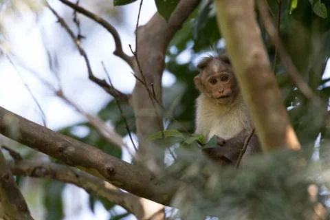 Wild Monkey, Bonnet Macaque Stock Photos