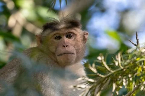 Wild Monkey, Bonnet Macaque Stock Photos