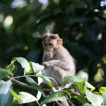Wild Monkey, Bonnet Macaque Stock Photos