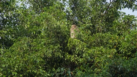 Wild Monkey Climbing Dense Green Fruit Tree Wide Shot Video stock 343410318