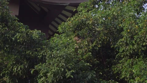 Wild Monkey Climbing Tree Near Colorful Temple Roof Stock Footage 343410782