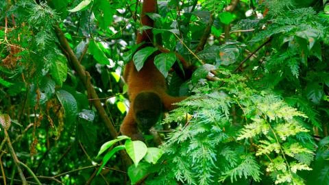 Wild monkey climbs on a tree between tree branches Stock Photos
