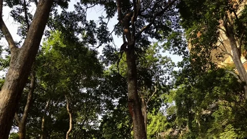 Wild monkey climbs a tree, monkey climbs trees Stock Footage 219120303