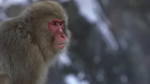 Wild monkey in cold snow with ice on winter. Snow monkey in mountain Nagano-Dan Stock Footage 144537115
