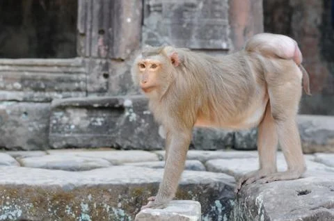 WIld monkey with deformity searching around in an asian  temple Stock Photos