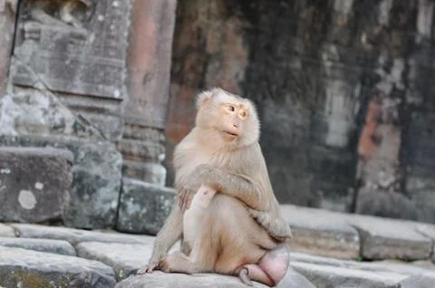 WIld monkey with deformity sitting  around in an asian  temple Stock Photos