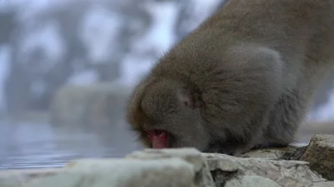 A wild monkey driking water in hot spring. Snow monkey drink in onsen. Japan-Dan Stock Footage 144537003