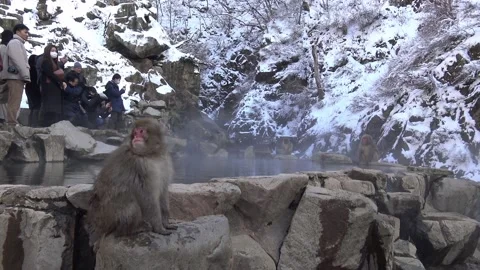 A wild monkey driking water in hot spring. Snow monkey drink in onsen. Japan-Dan Stock Footage 144537444