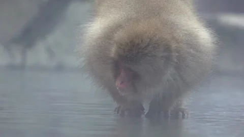 A wild monkey driking water in hot spring. Snow monkey drink in onsen. Japan-Dan Stock Footage 144538592