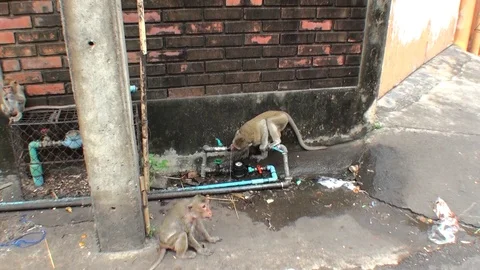 Wild monkey drinks water from a water pipe in the street Stock Footage 112999997