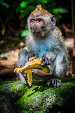 A Wild Monkey Easts A Banana Stock-Fotos