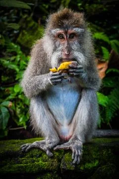 A Wild Monkey Easts A Banana Stock Photos