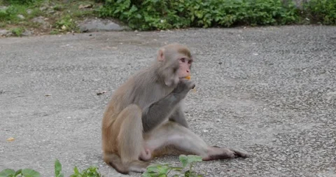 Wild monkey eat the mango at forest Stock Footage 132093172